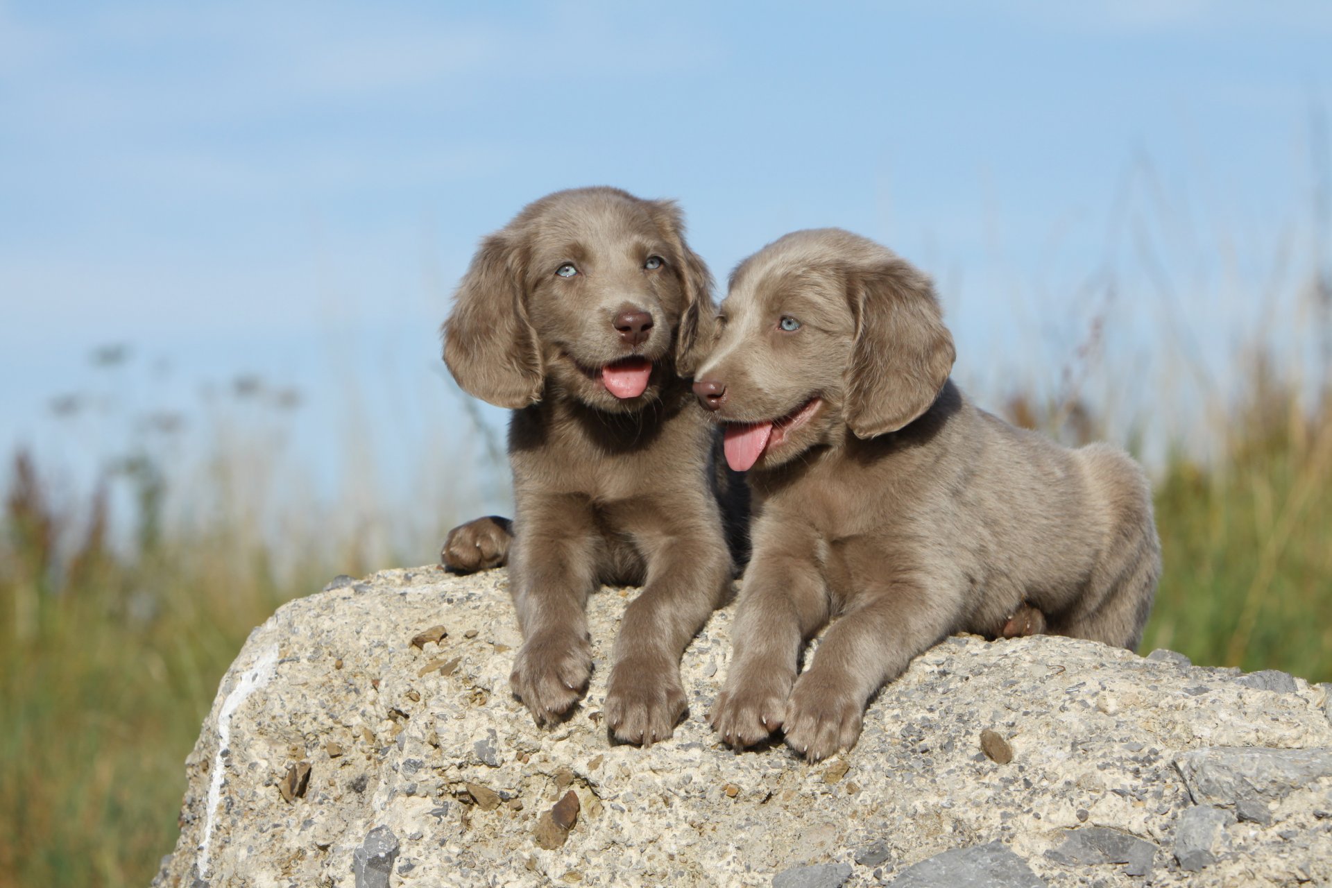 dog puppies stone