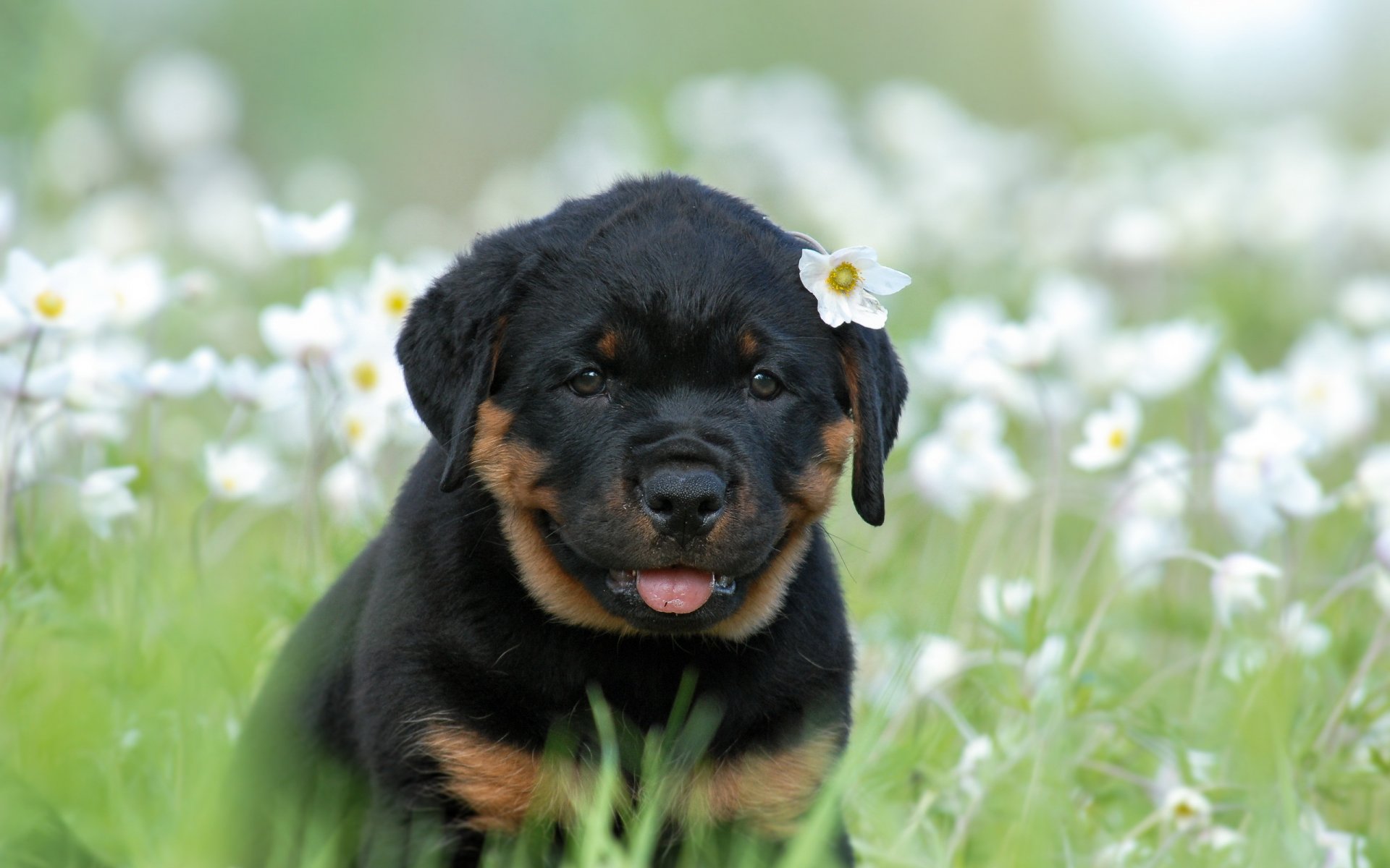 animals rottweiler dog