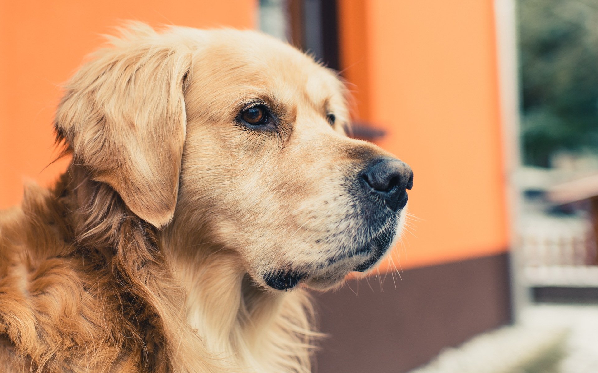 dog view other golden retriever