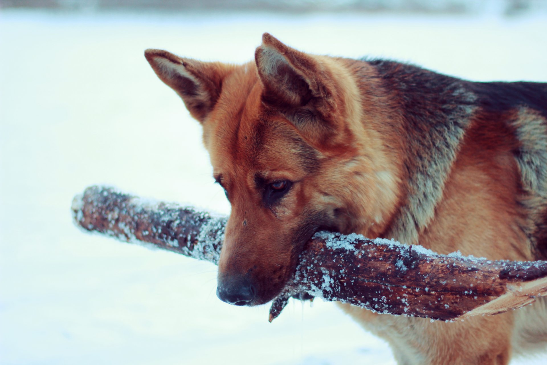 cane pastore tedesco aport neve