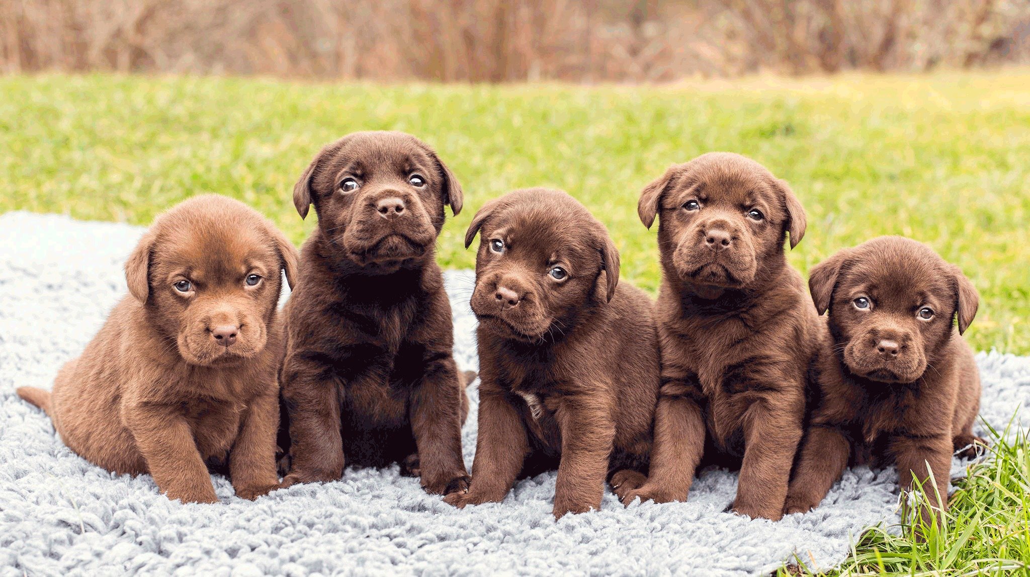 cuccioli labrador cinque