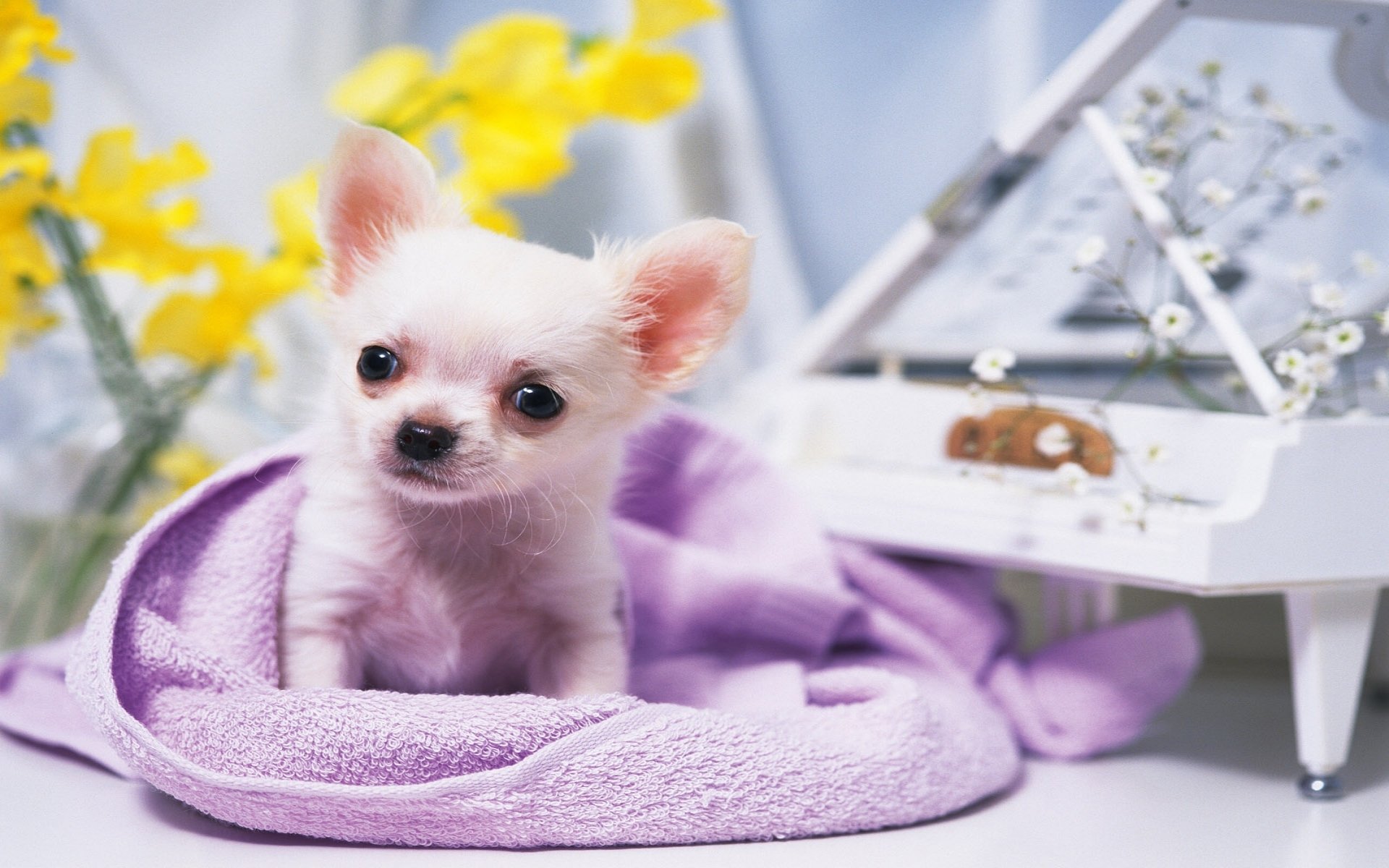 dog chihuahua small sitting piano flower eye