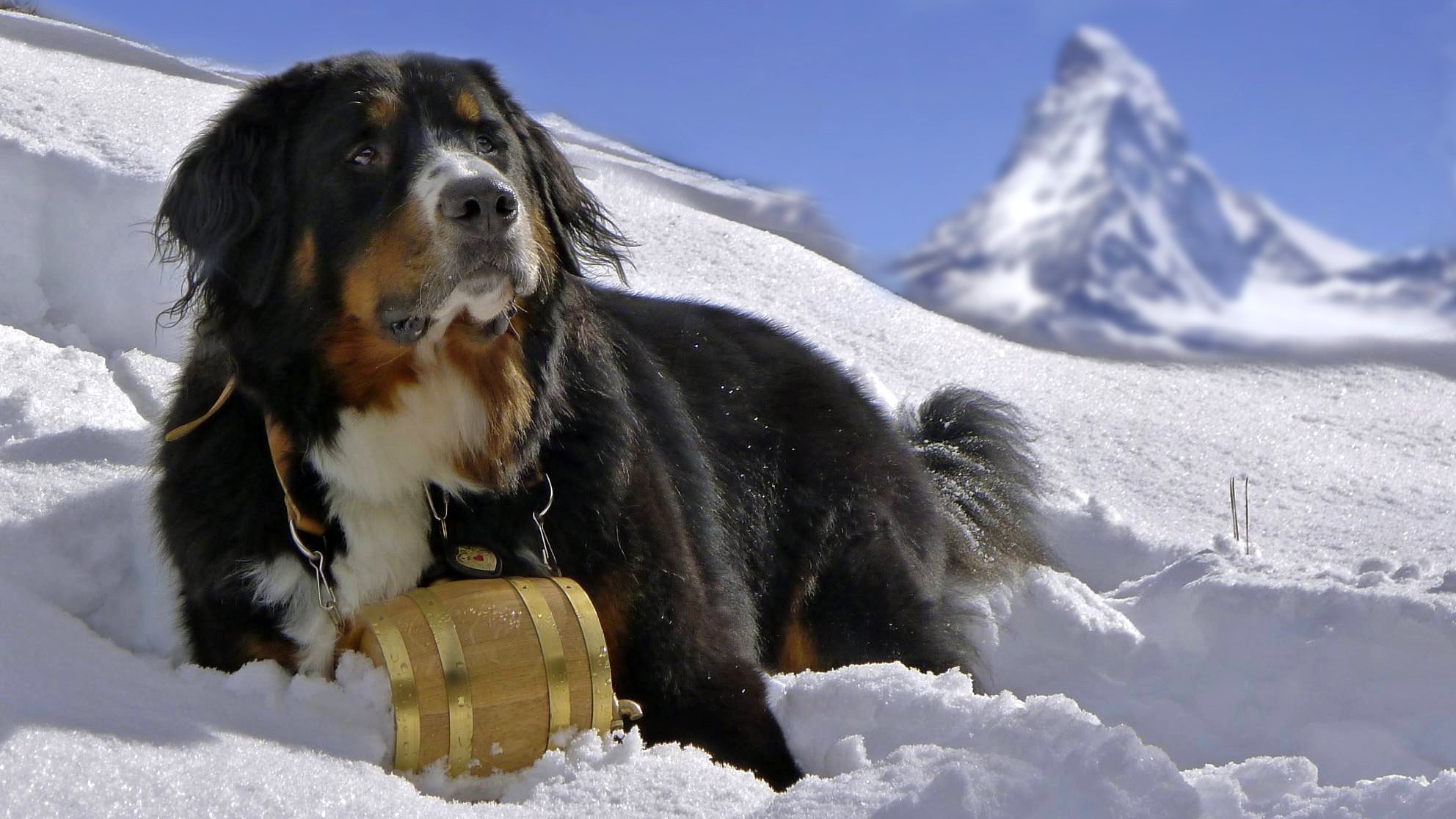 dog bernese mountain dog berner sennenhund snow mountain