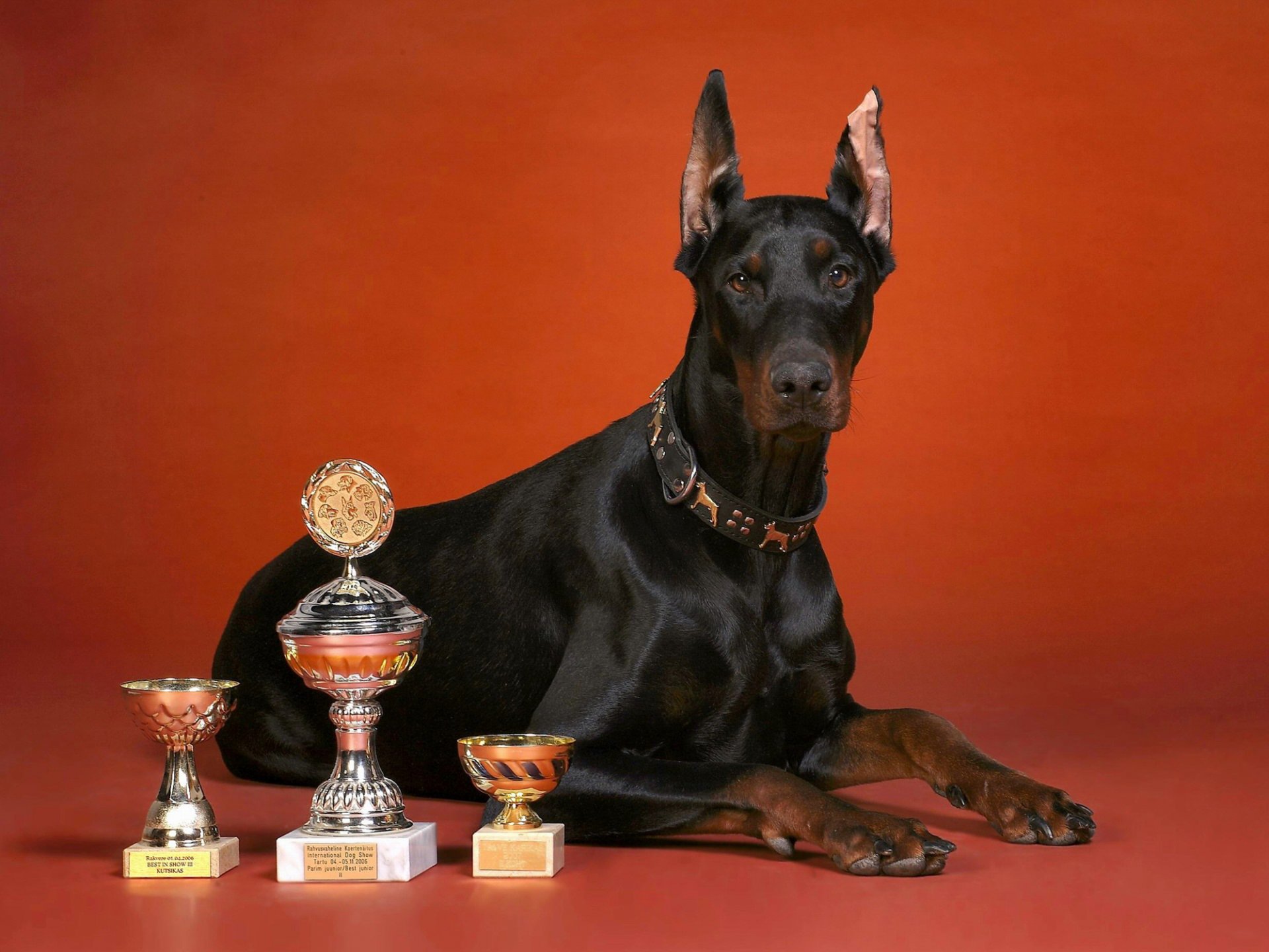 dobermann cups cup red background dog rock