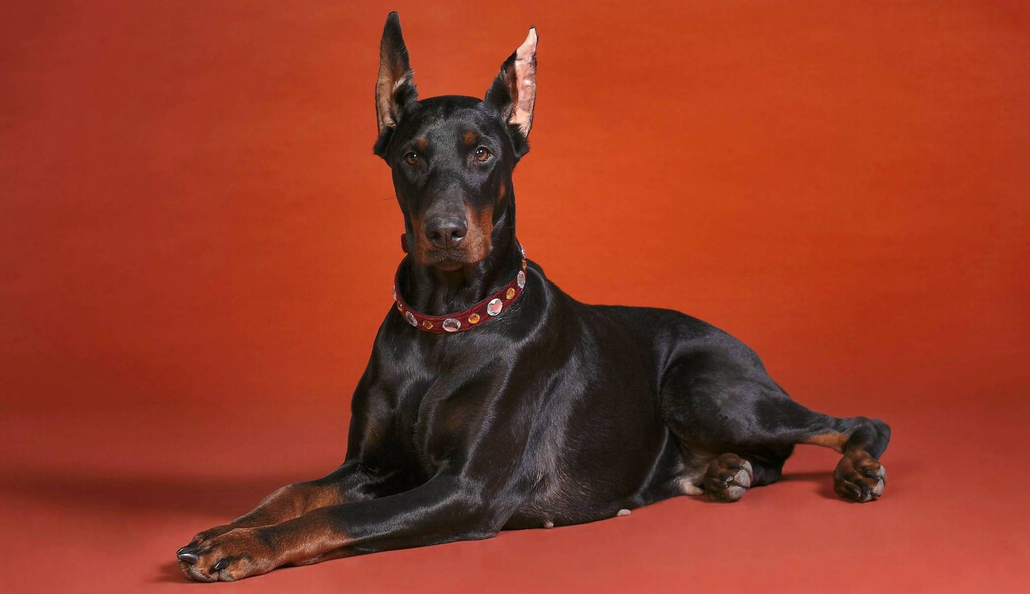 doberman cane razza sfondo rosso