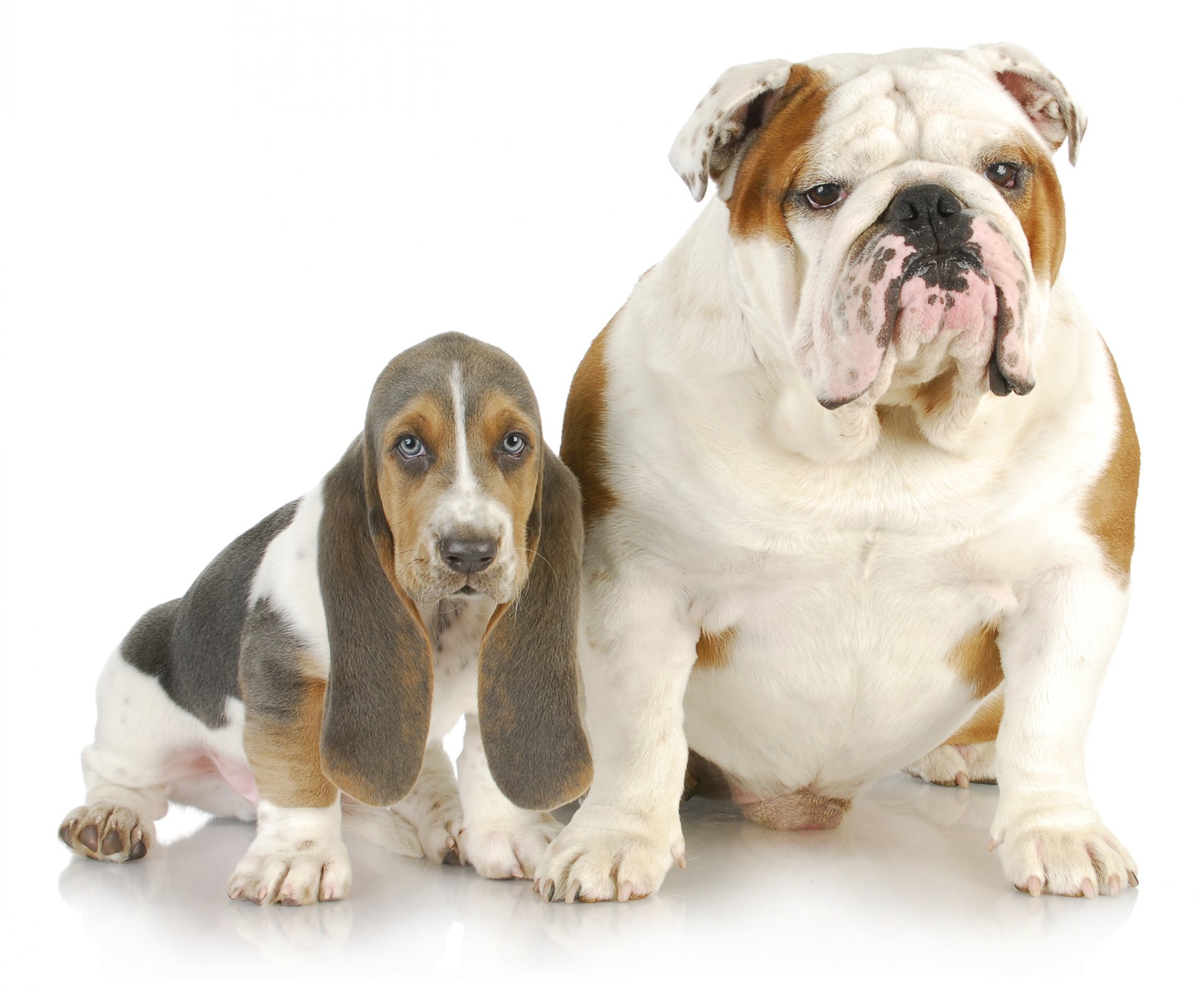 dogs english bulldog basset