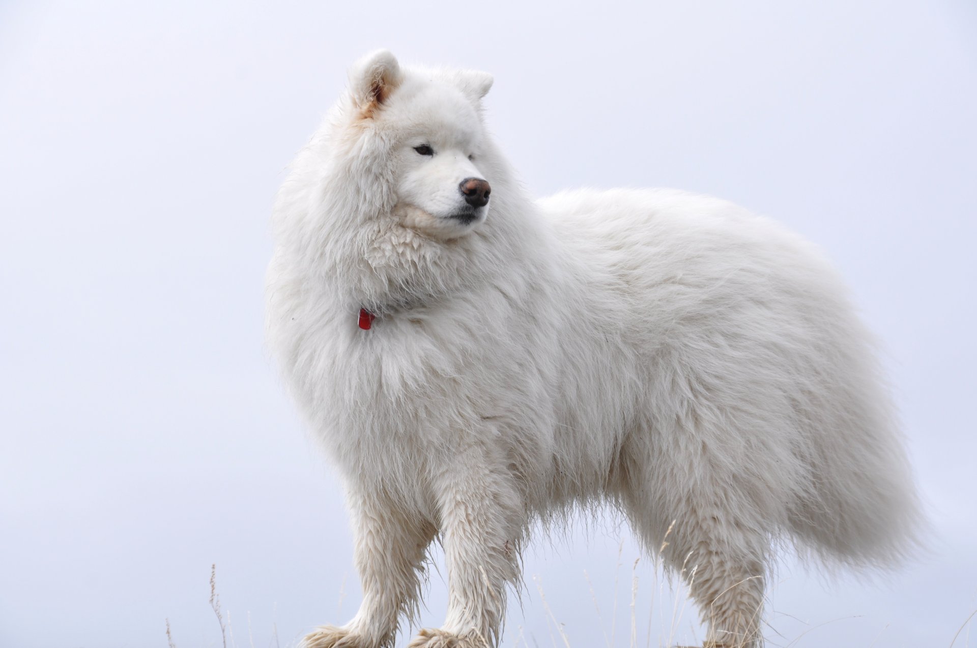 biały na białym samoyed puszysty