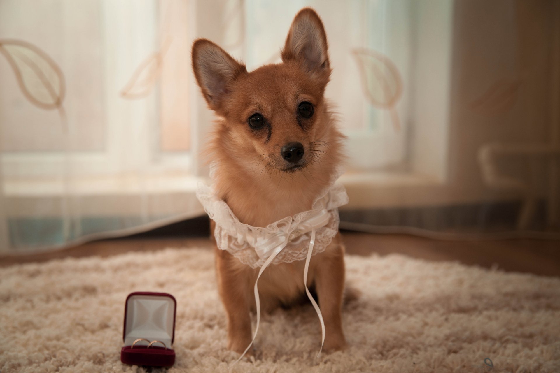 cane sguardo matrimonio giarrettiera