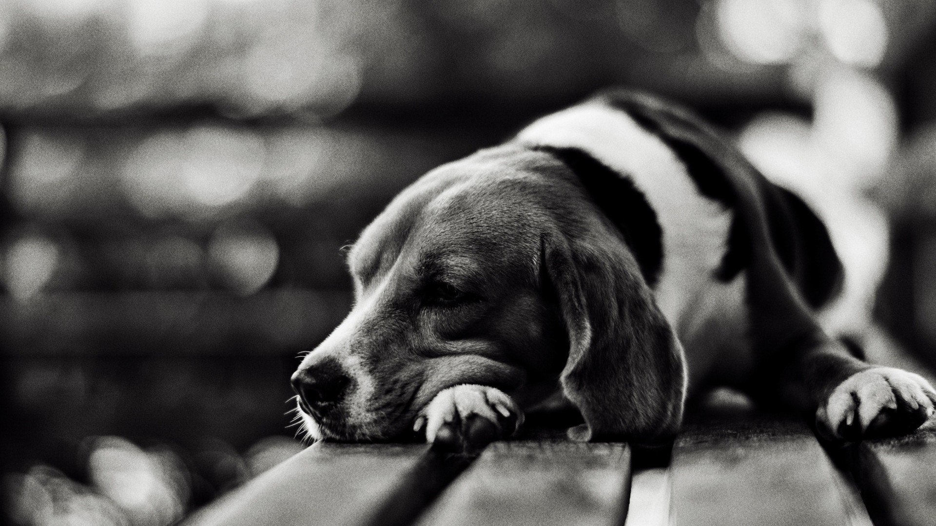 chien tristesse ennui