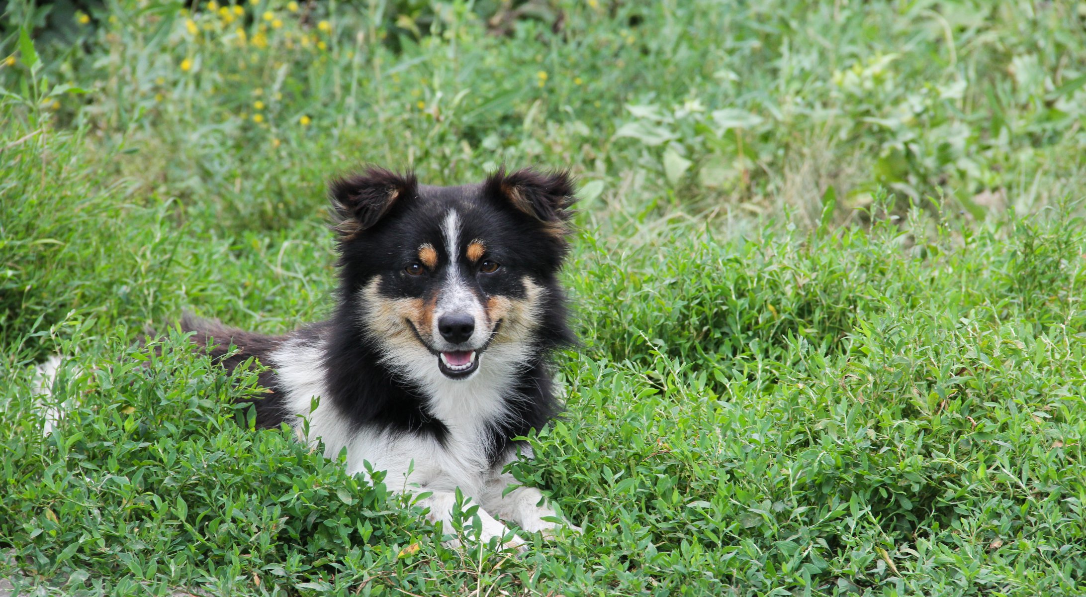 chien herbe animaux