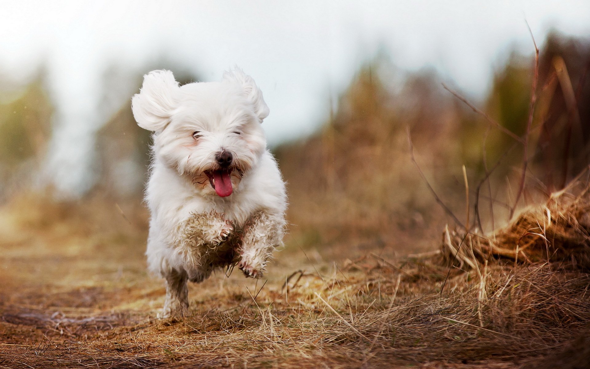 hund feld laufen