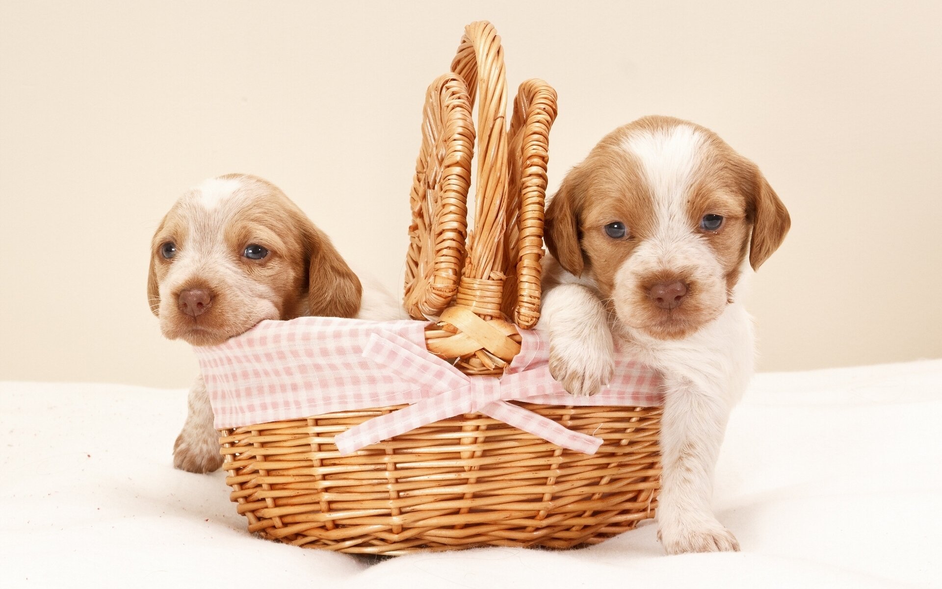 chiots panier tout-petits