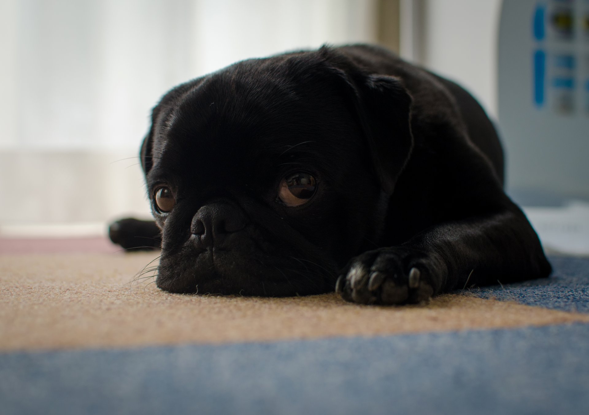 perro amigo mirada tristeza pug