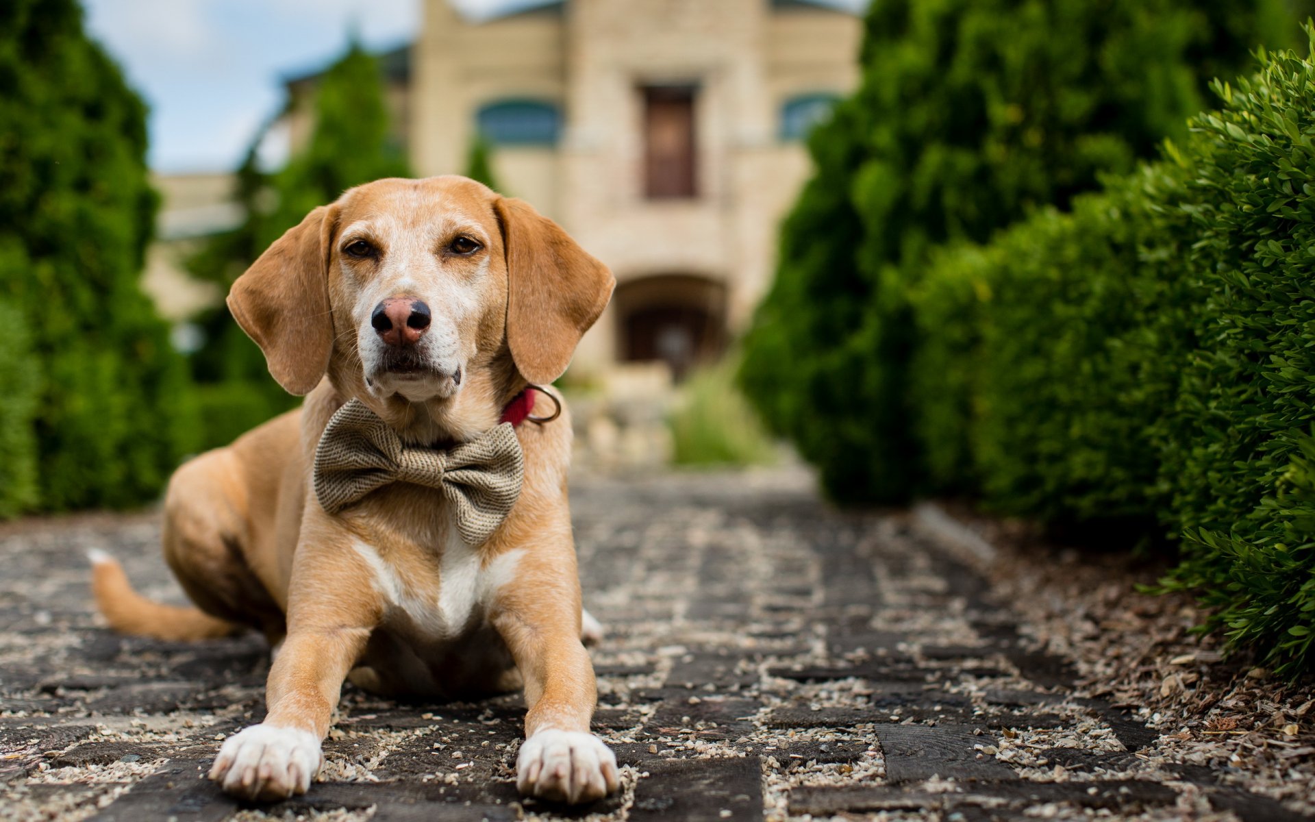 chien ami regard