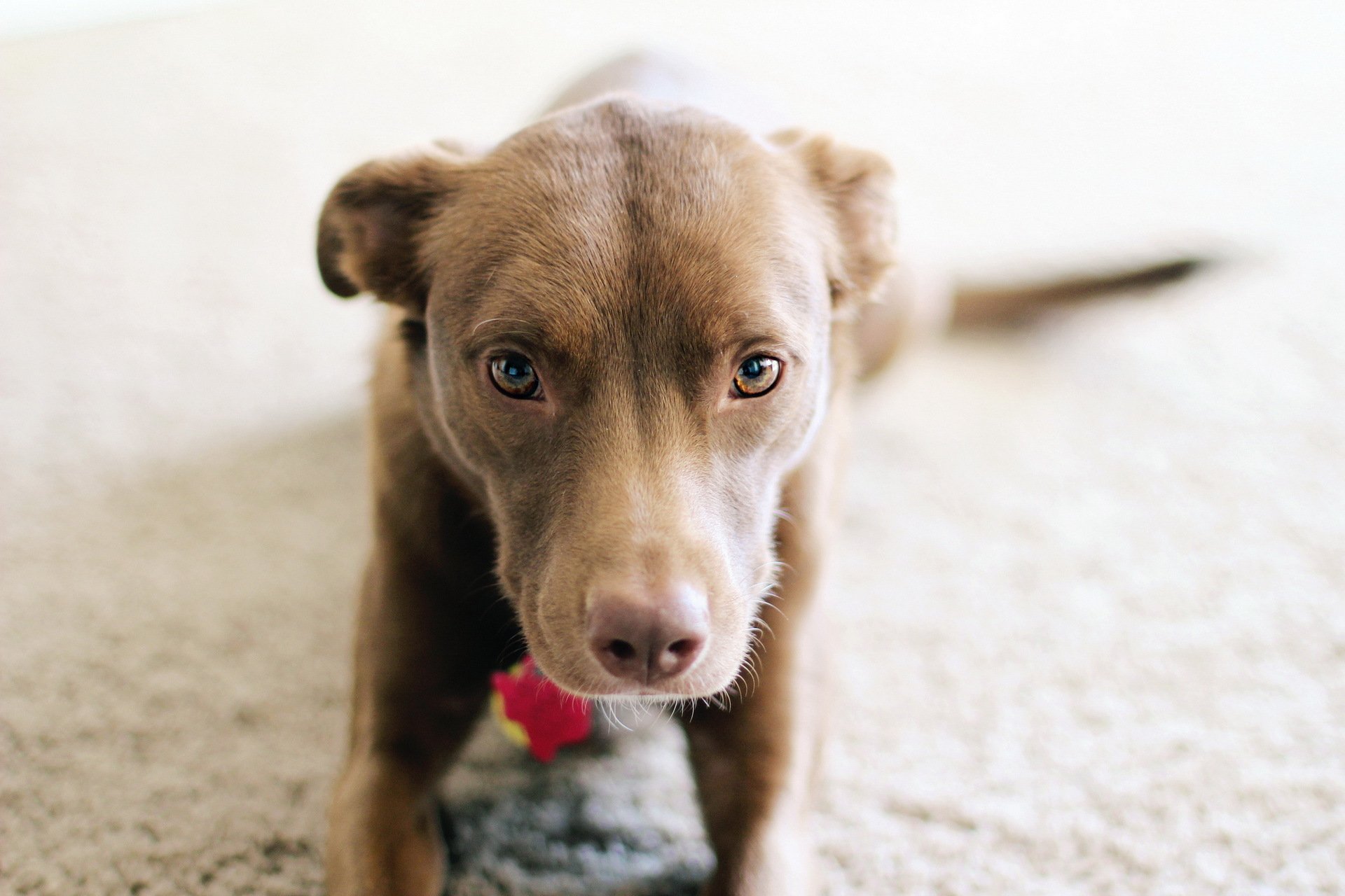 dog puppy pitbull