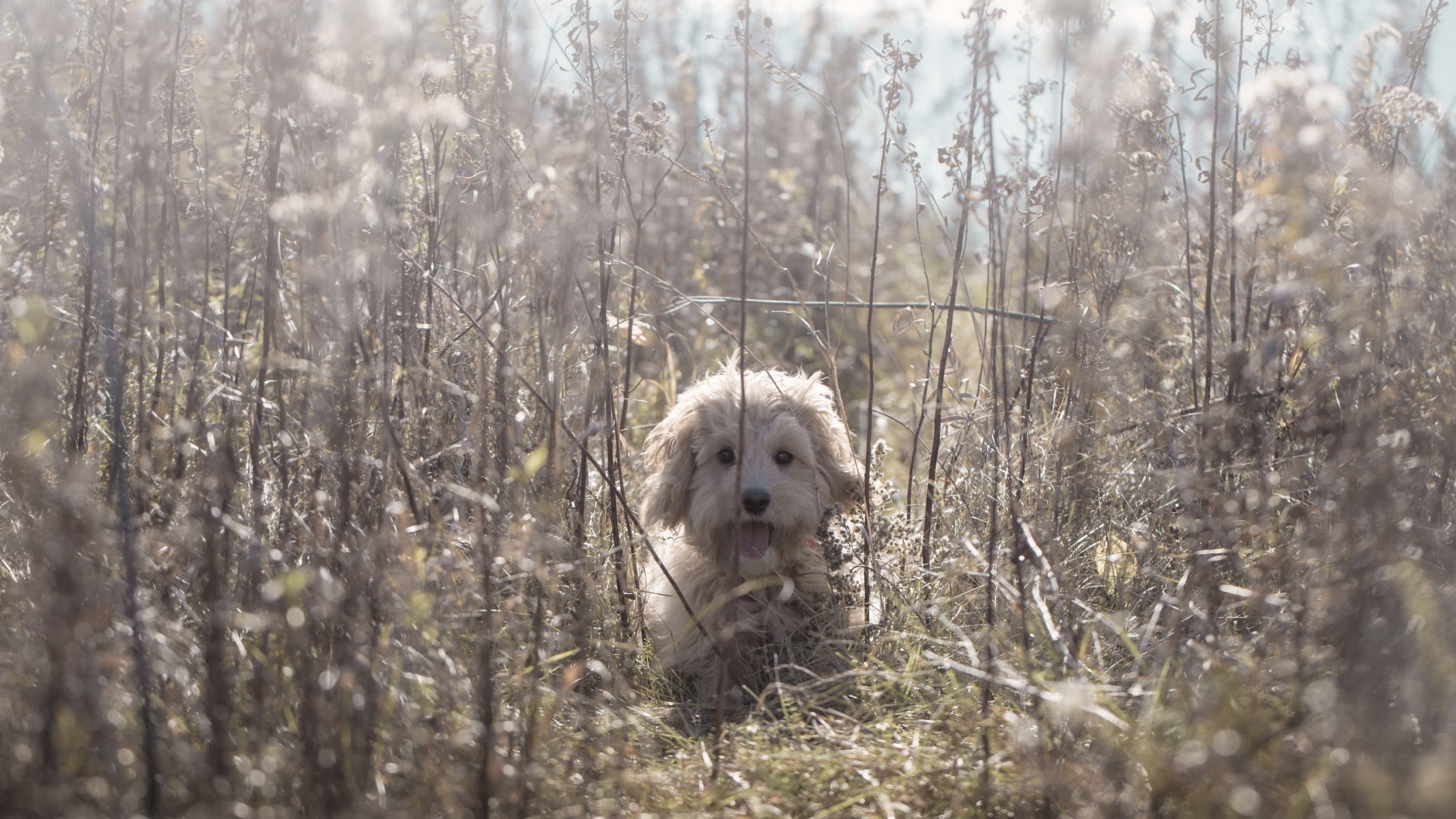 chien ami nature