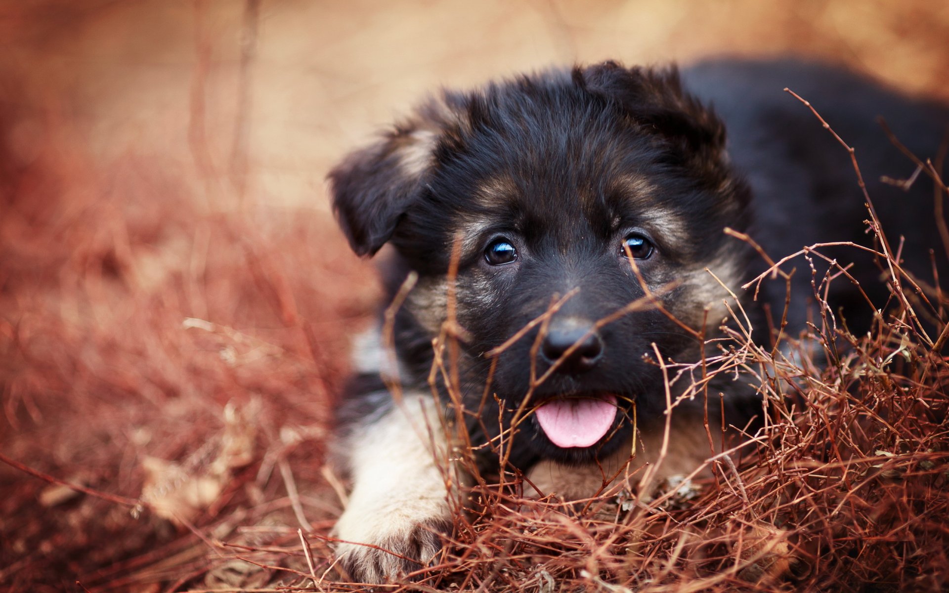 hund welpe hintergrund