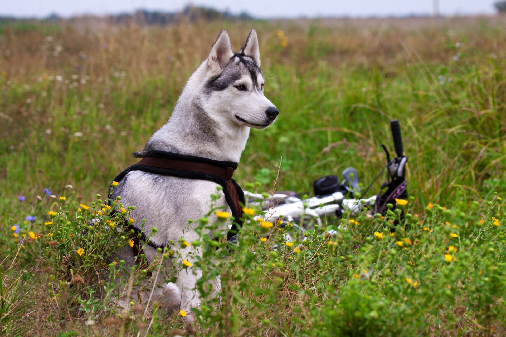 malamute pole kwiaty rower