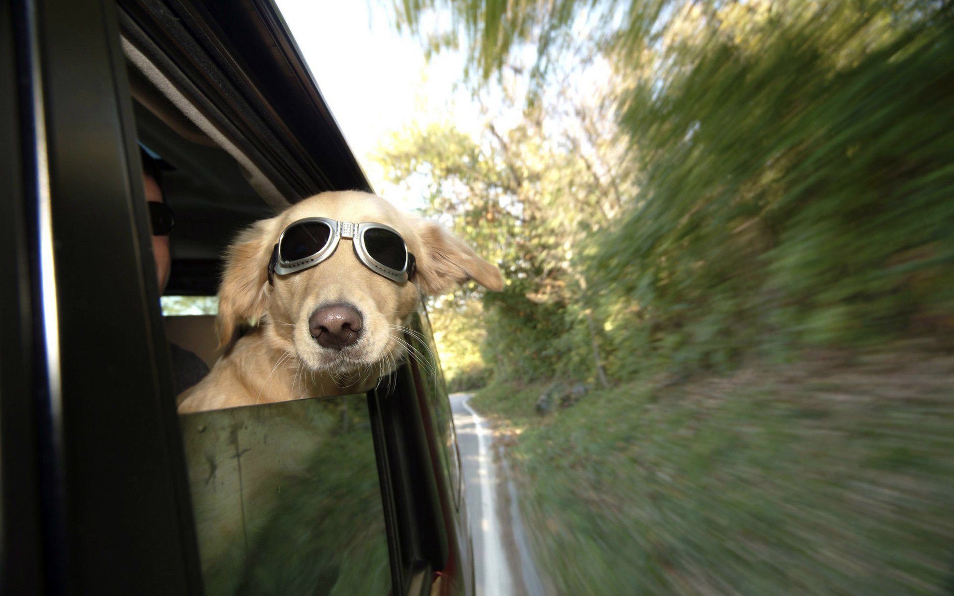 chien lunettes chemin de fer humain oreilles vent