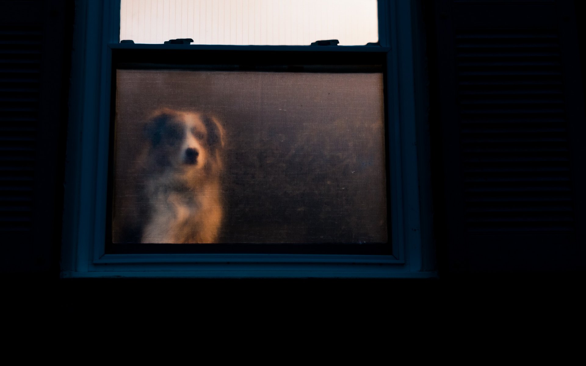 perro ventana casa devoción