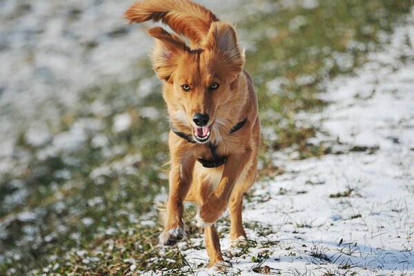 A red-haired dog runs through the grass covered with snow