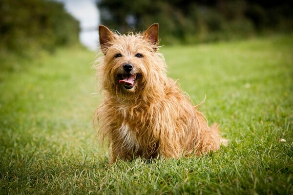 Spiele mit dem Hund auf dem Rasen