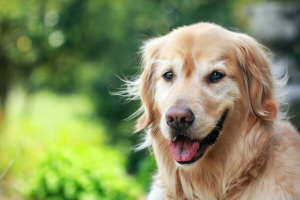 A dog against the background of trees looks at the camera