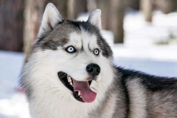 Husky liebt es, im Winter auf der Straße zu laufen