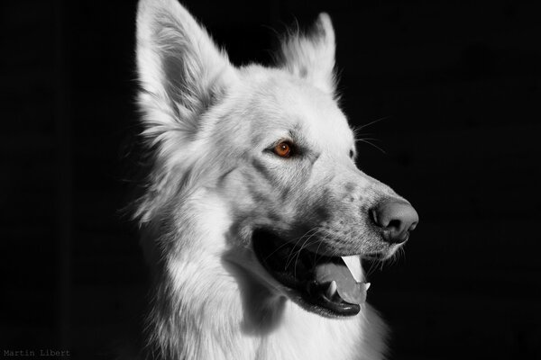 Chien blanc avec des yeux bruns sur fond noir