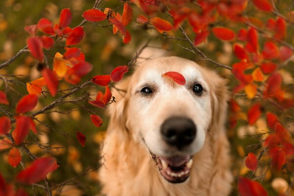 Hund auf Herbstlaub Hintergrund