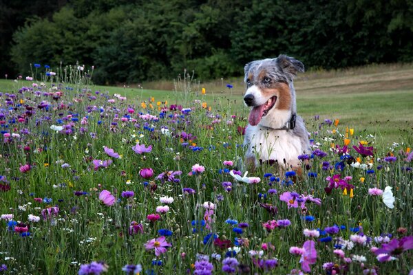 Chien dans la nature dans l herbe se promène