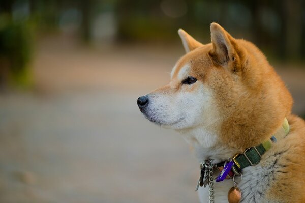 Pelziger roter Hund mit elegantem Halsband