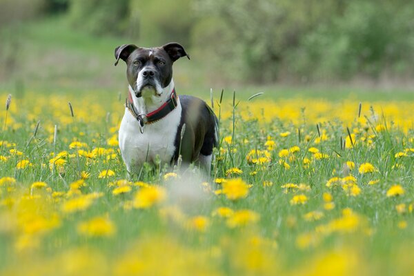 Chien de compagnie dans le champ