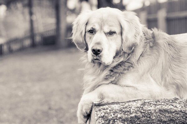 Grand Chien, animal de compagnie