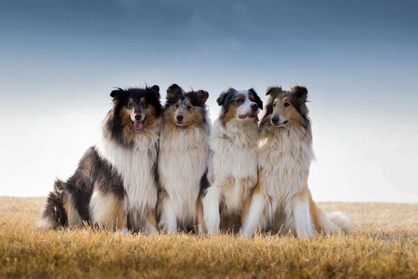 Vier australische Schäferhunde auf dem Feld