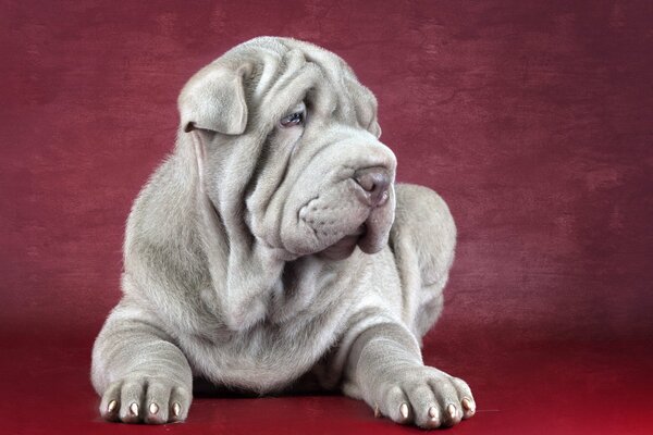 Grauer wichtiger Sharpei, der Hund ist der Freund des Menschen