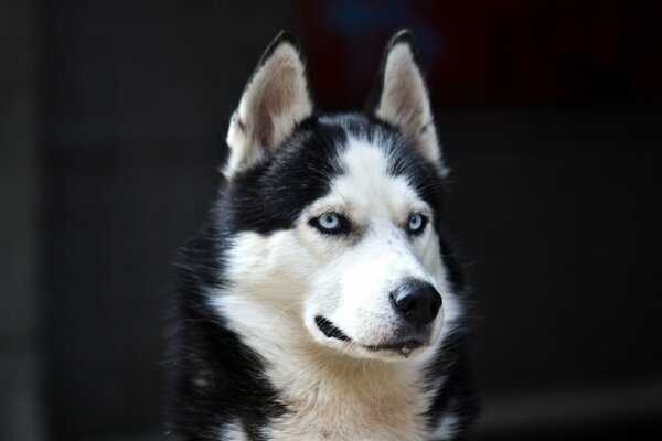 Chien blanc noir yeux bleus