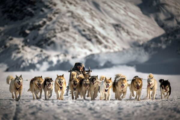 Huskies en traîneau traîneau hiver conte de fées