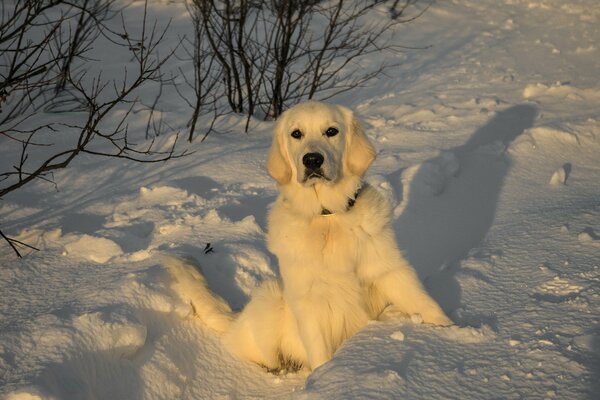 Perro blanco como la nieve blanca