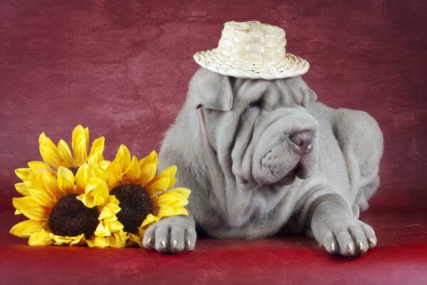 Ein rauchiger Sharpei mit einem Hut mit Sonnenblumen