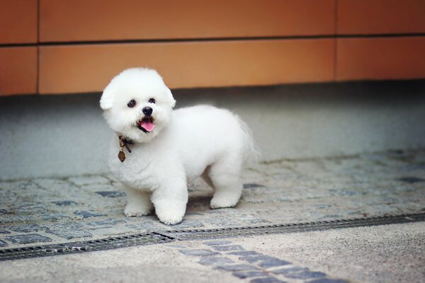 Cute, white, plush puppy with a collar