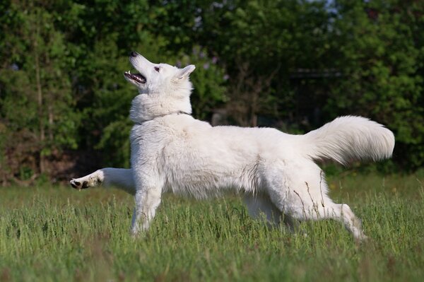 A dog runs through a green meadow