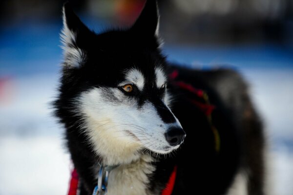 Impresionante Husky en medio de la nieve