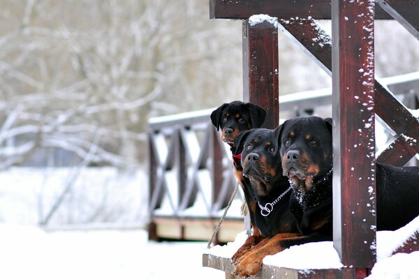 Invierno, casa de campo nieve rotwellers