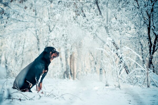 A black dog looks at white snow in winter