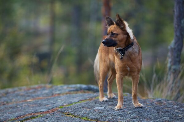 Chien calme dans la nature