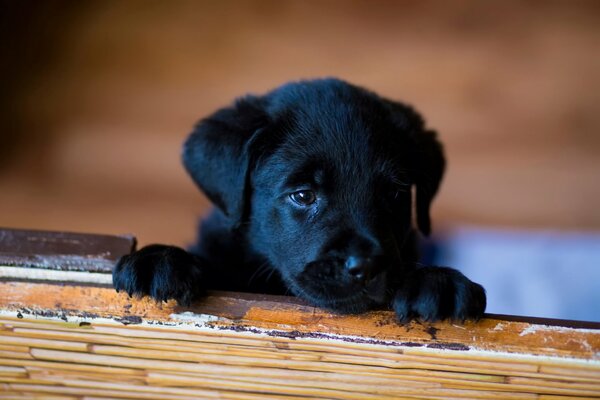 Foto de un pequeño cachorro negro