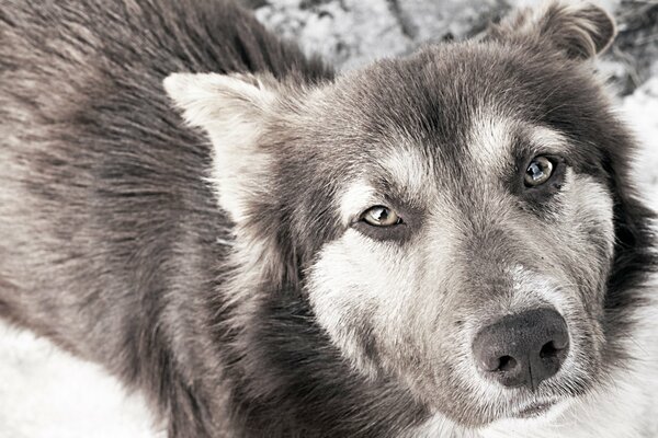 Black and white dog eyes sadness