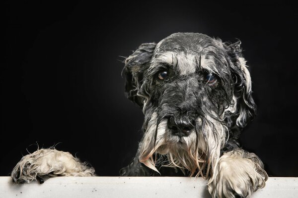 Wet dog looks plaintively from the bathroom