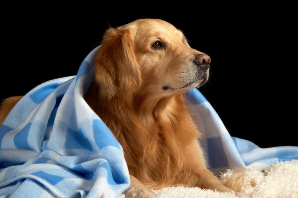 Perro pelirrojo cubierto con una manta